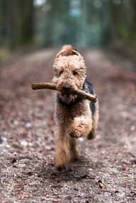 airedale
