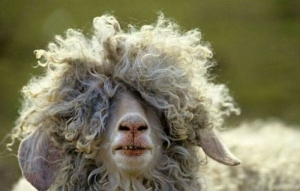 bad-hair-sheep